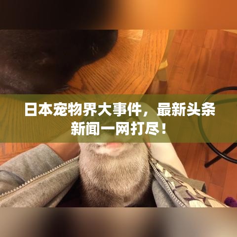 日本宠物界大事件，最新头条新闻一网打尽！