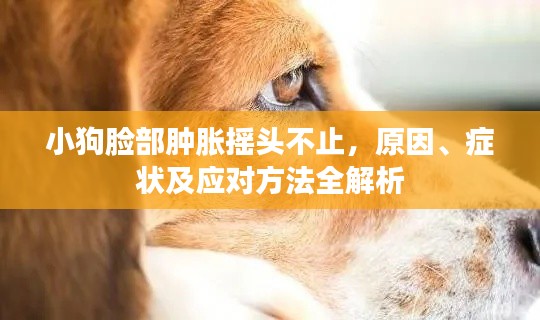 小狗脸部肿胀摇头不止，原因、症状及应对方法全解析