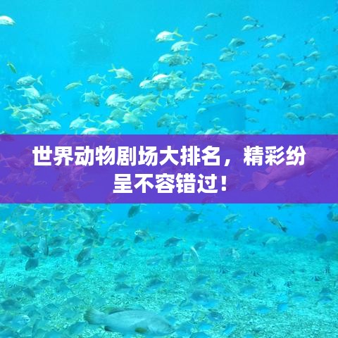 世界动物剧场大排名，精彩纷呈不容错过！