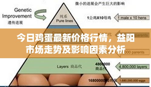 今日鸡蛋最新价格行情，益阳市场走势及影响因素分析