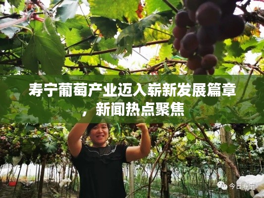 寿宁葡萄产业迈入崭新发展篇章，新闻热点聚焦