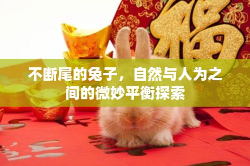 不断尾的兔子，自然与人为之间的微妙平衡探索