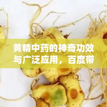 黄精中药的神奇功效与广泛应用，百度带你探索其奥秘！