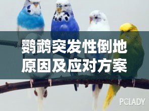 鹦鹉突发性倒地原因及应对方案解析
