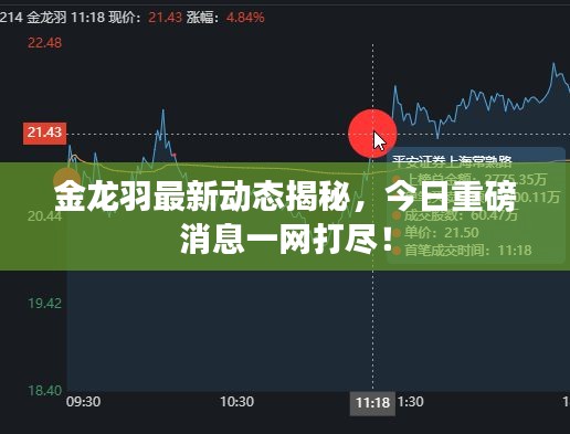 金龙羽最新动态揭秘，今日重磅消息一网打尽！