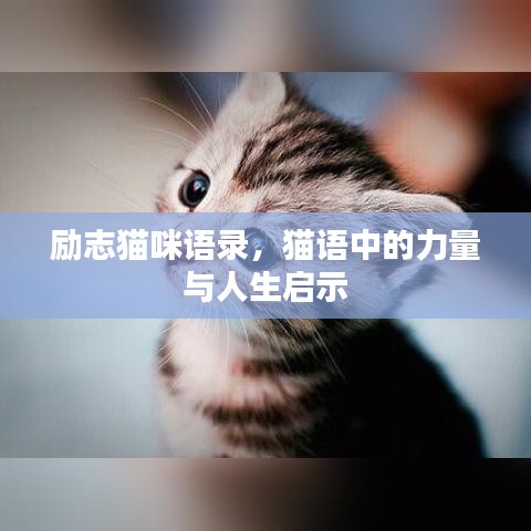 励志猫咪语录，猫语中的力量与人生启示