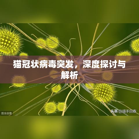 猫冠状病毒突发，深度探讨与解析