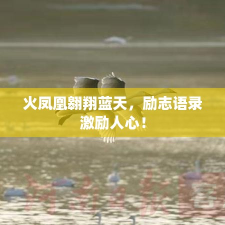 火凤凰翱翔蓝天，励志语录激励人心！