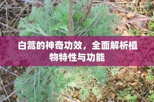 白蒿的神奇功效，全面解析植物特性与功能