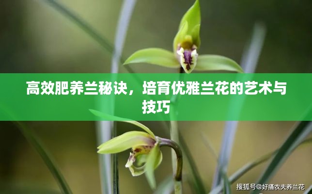 高效肥养兰秘诀，培育优雅兰花的艺术与技巧