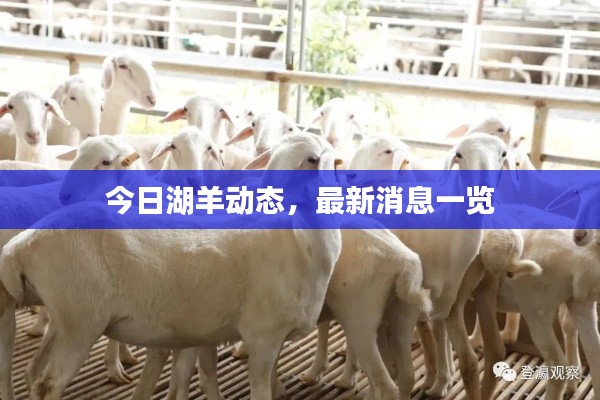 今日湖羊动态，最新消息一览
