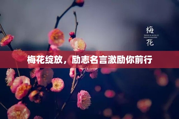 梅花绽放，励志名言激励你前行