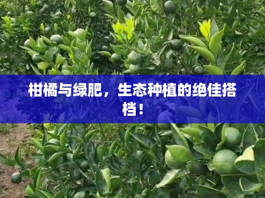柑橘与绿肥，生态种植的绝佳搭档！