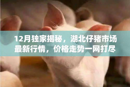 湖北仔猪市场独家揭秘，最新行情与价格走势深度解析
