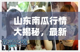 山东南瓜行情大揭秘，最新动态一网打尽