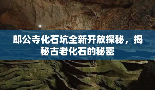 郎公寺化石坑全新开放探秘，揭秘古老化石的秘密