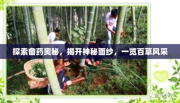 探索畲药奥秘，揭开神秘面纱，一览百草风采