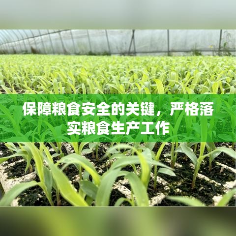 保障粮食安全的关键，严格落实粮食生产工作