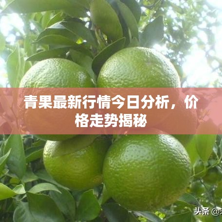 青果最新行情今日分析，价格走势揭秘