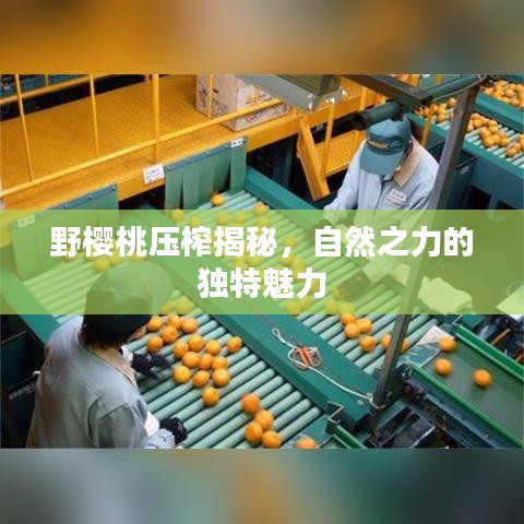 野樱桃压榨揭秘，自然之力的独特魅力